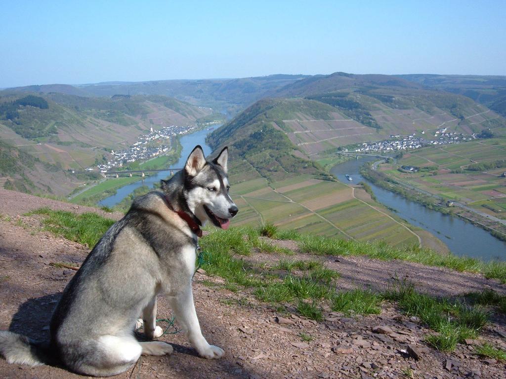 Vila Kleines Winzerhauschen Bremm Pokoj fotografie